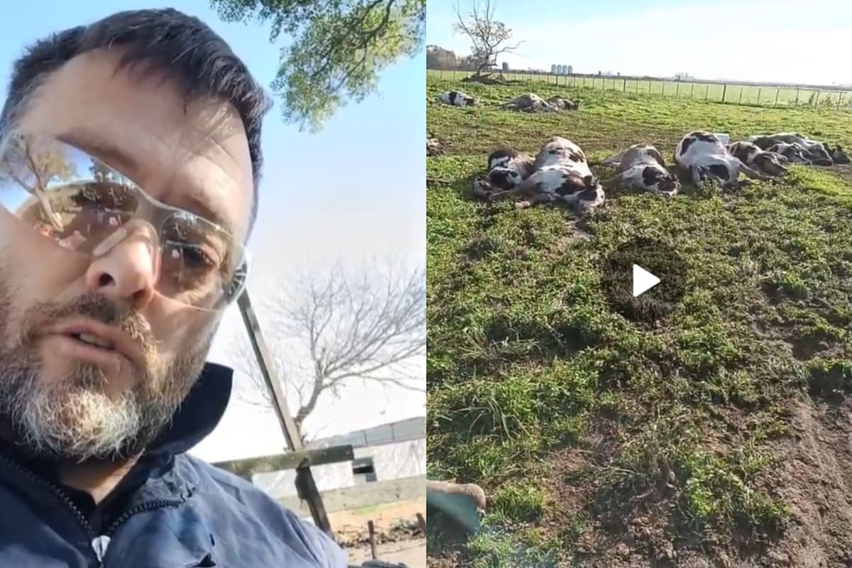 Un experto en Salud Animal advirtió sobre el aumento de casos de una enfermedad en bovinos