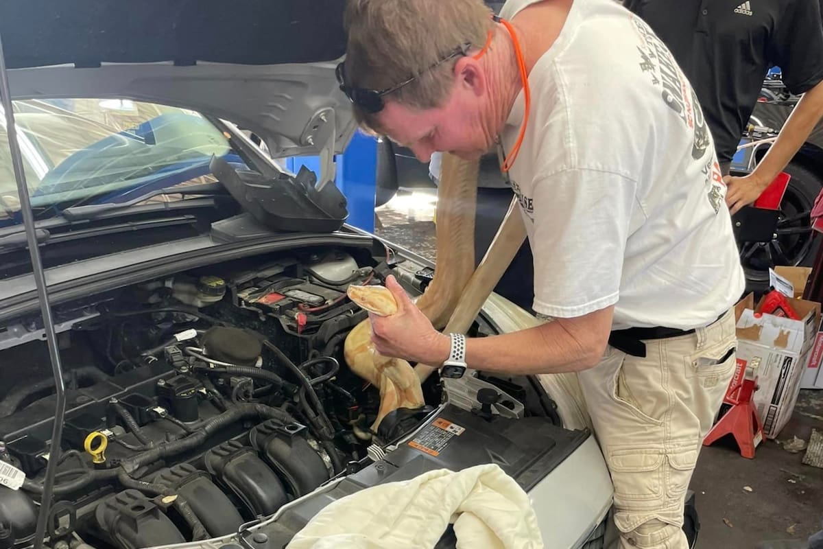 Un experto en serpientes tuvo que sacar al reptil del auto