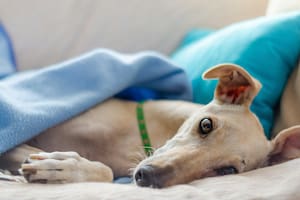 Un experto indicó qué razas de perro son las más friolentas