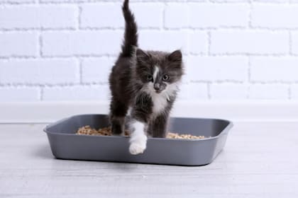 Un experto mostró la forma correcta de esparcir las piedras sanitarias de los gatos (imagen ilustrativa)