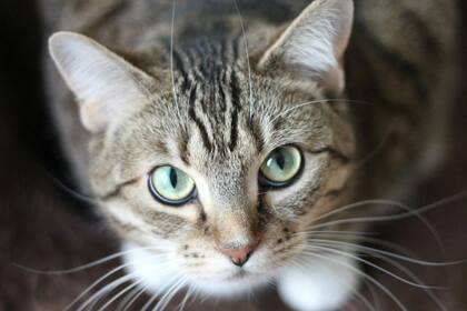 Un experto recomendó con qué gatos no hay que convivir