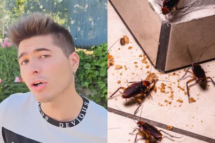 Un experto reveló como hacer un veneno natural con la sustancia clave que odian las cucarachas: bicarbonato de sodio