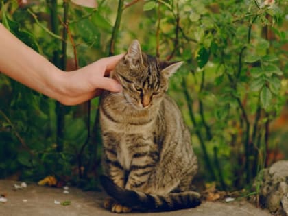 Un experto señaló que el primer elemento que se debe observar es la posición de las orejas. Cuando el felino se encuentra “más relajado”, tiende a mantenerlas erguidas y orientadas hacia delante