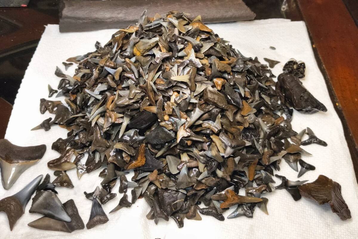 Un explorador encontró una gran cantidad de dientes de tiburón fosilizados en un río de Florida