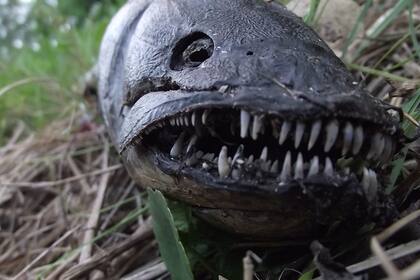 Un extraño pez sorprende en Florida y genera fuertes dudas entre los locales