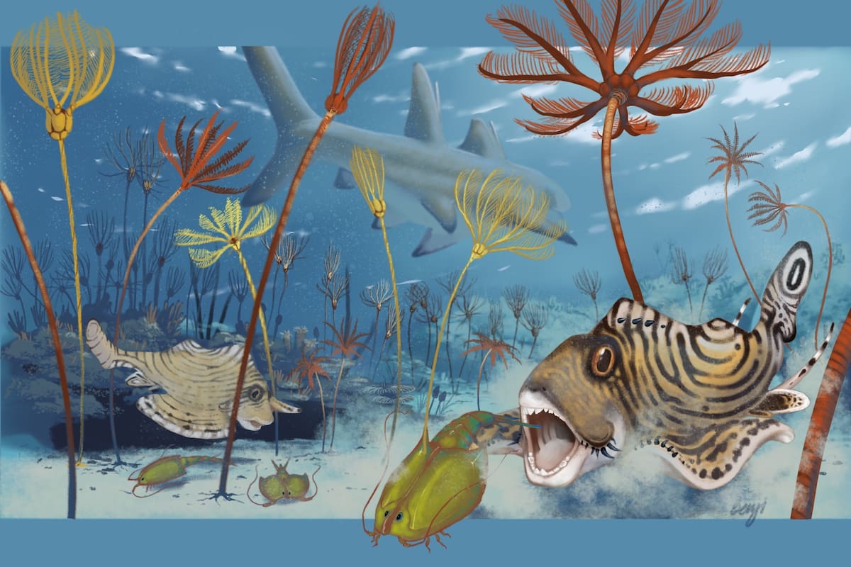 Un extraño tiburón fue encontrado en las profundidades de Kentucky