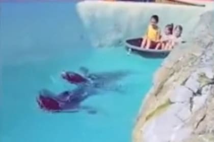 Un extraño video se volvió viral en las redes al mostrar a una foca remolcando a niños con una cuerda