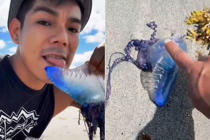 Un famoso tiktoker publicó un video en el que se lo puede ver mientras lame lo que parecía ser una medusa sin saber que la misma podía matarlo