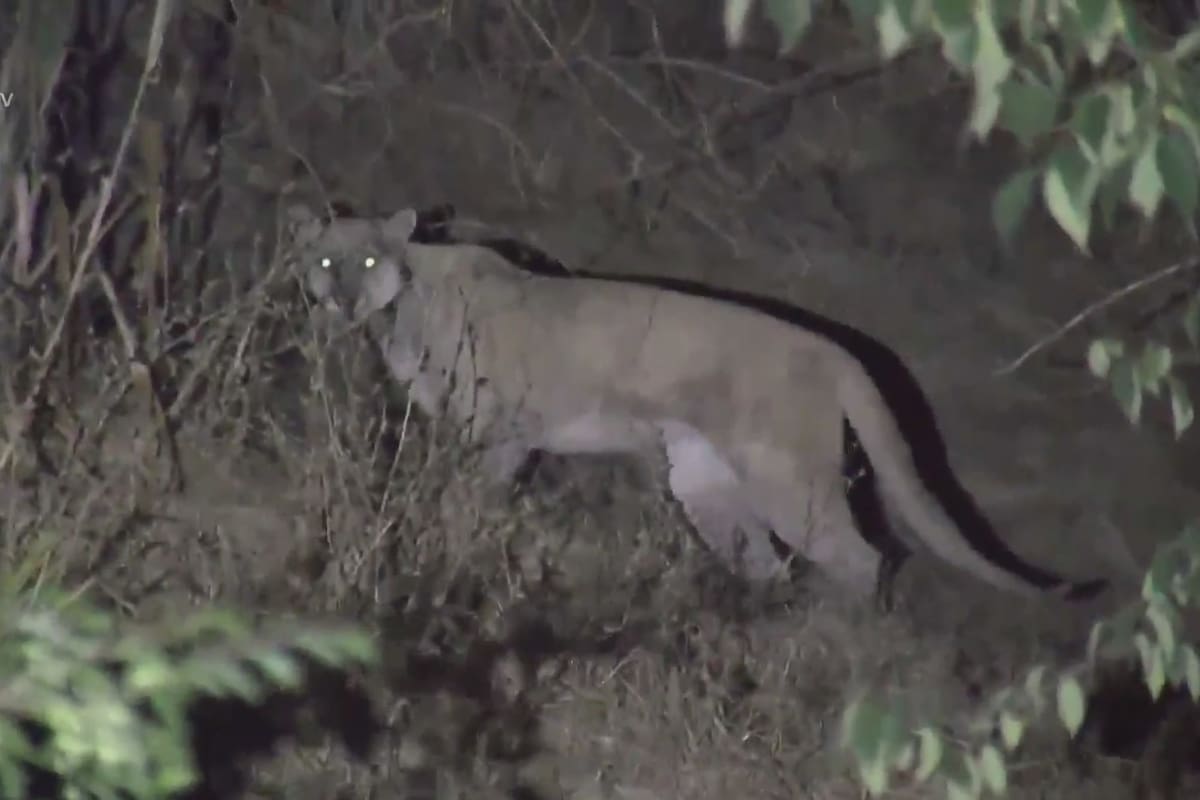 Un felino se hizo presente en una zona residencial de Los Ángeles en plena tarde