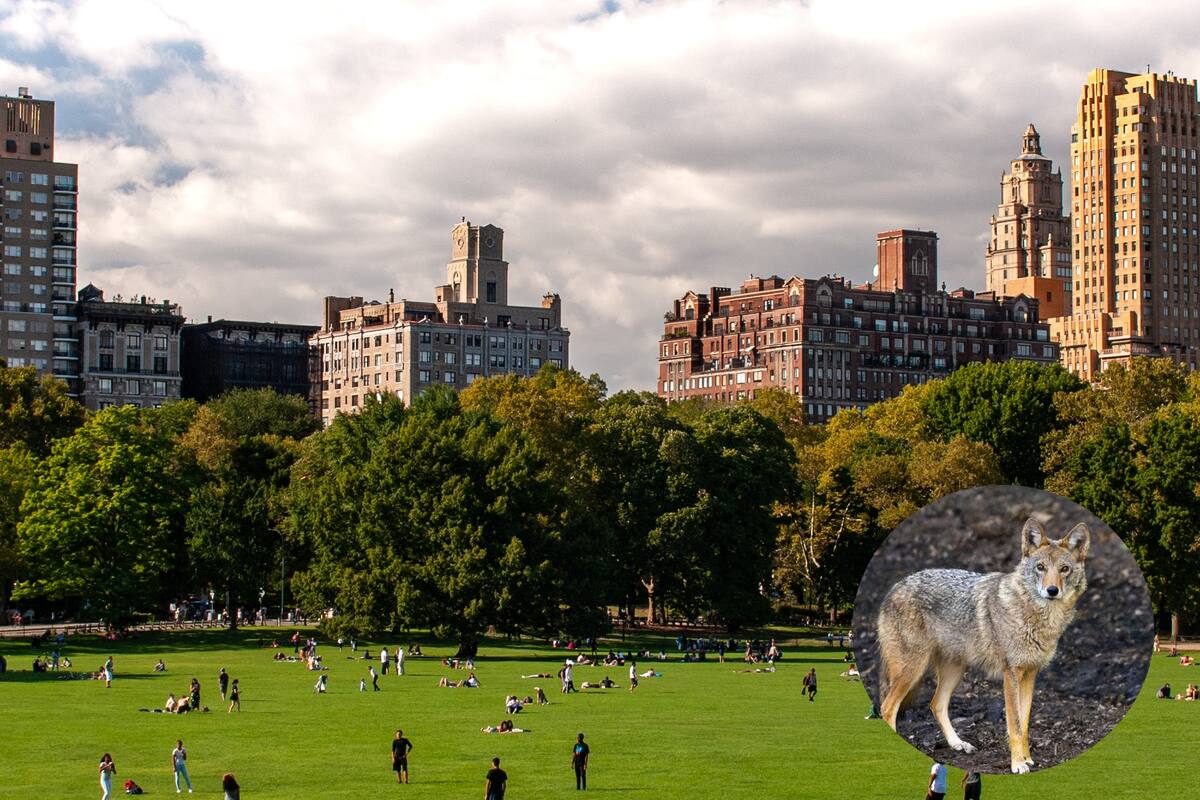 Un fotógrafo entusiasta de la vida silvestre esperaba captar con su lente un tipo de ave pero se encontró con otro animal salvaje en Central Park