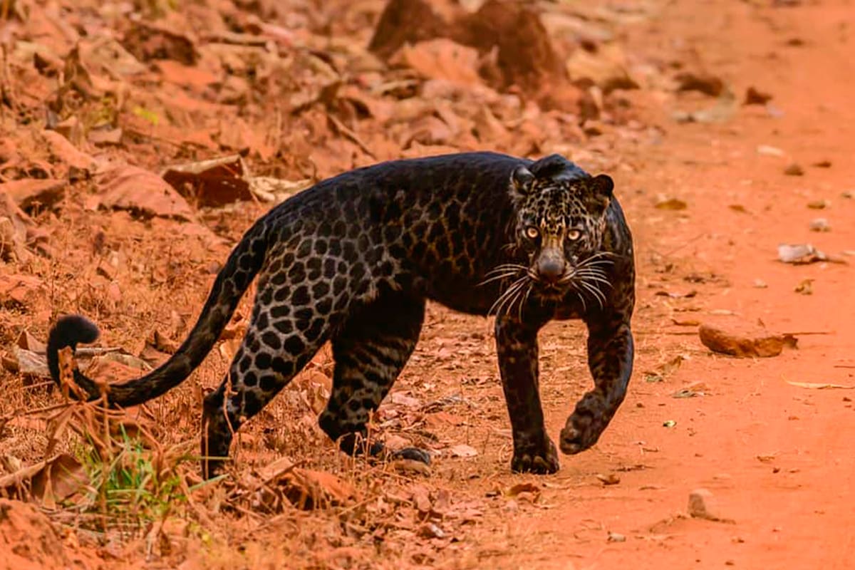 Un fotógrafo especializado en fauna silvestre logró captar imágenes del felino a sorprendente escasa distancia