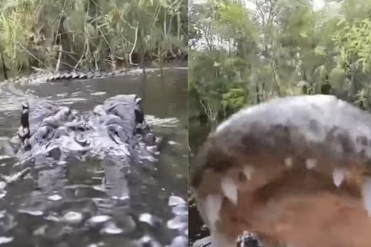 Un fotógrafo estadounidense captó a caimanes como nunca antes lo viste con su cámara GoPro