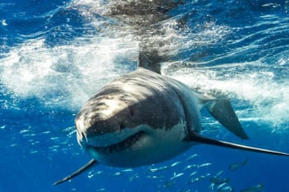 Un fotógrafo grabó con un dron el video que muestra el momento exacto en el que un gran tiburón blanco persigue y atrapa a una raya a tan solo 10 metros de la costa
