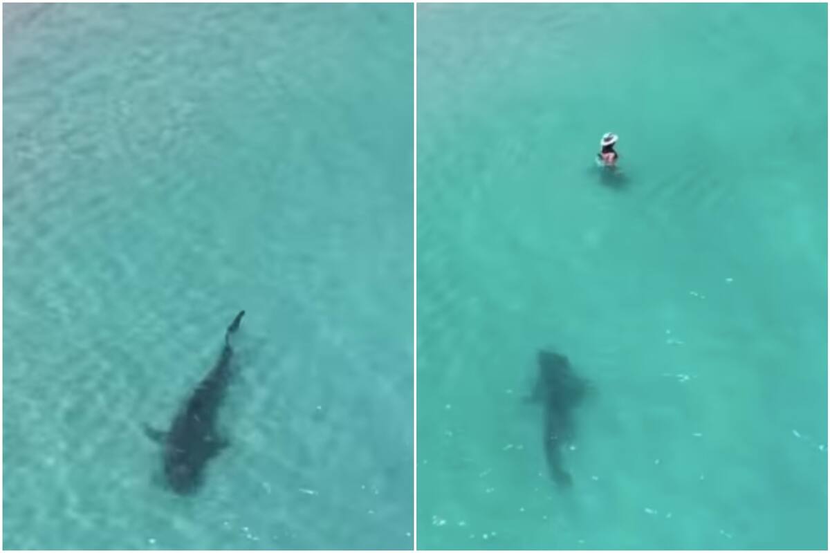 Un fotógrafo logró captar a un tiburón tigre y alertó a los bañistas en la playa