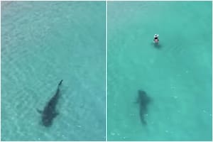 Un fotógrafo logró captar a un tiburón tigre y alertó a los bañistas en la playa