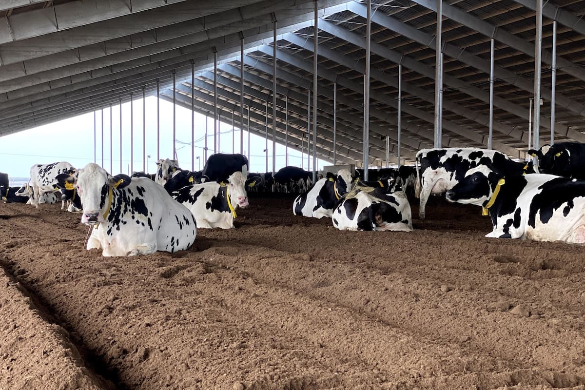 Un galpón interior con vacas