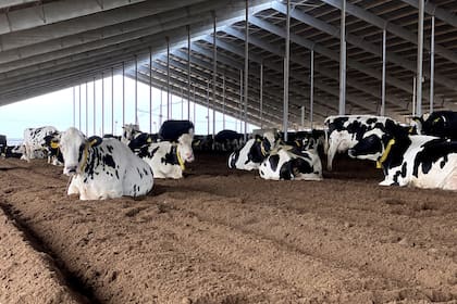 Un galpón interior con vacas