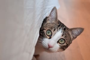 Un gato adulto conoció por primera vez a un gatito bebé y su reacción es viral. Imagen ilustrativa