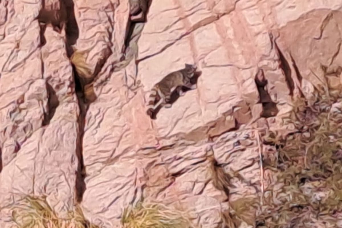 Un gato andino fue visto por primera vez en el río Mendoza, en Luján de Cuyo