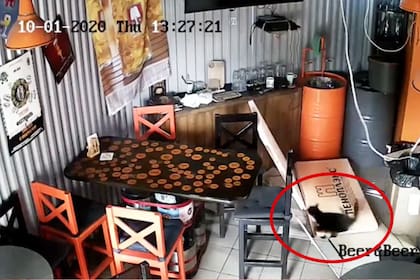 Un gato callejero se metió en una cervecería e hizo destrozos. Todo quedó registrado por la cámara de seguridad del lugar, que debió cerrar temporalmente para arreglar el espacio