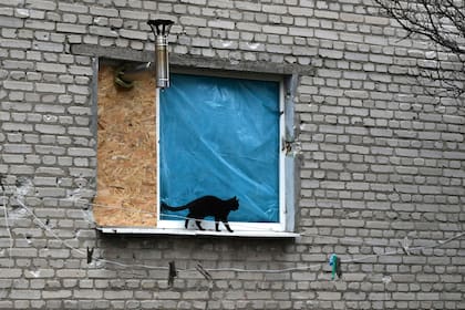 Un gato camina por el alféizar de una ventana donde se ve la chimenea de una estufa asomando en la ventana tapiada de un edificio de apartamentos en Lyman, en la región de Donetsk, Ucrania, el domingo 20 de noviembre de 2022. (AP Foto/Andriy Andriyenko)