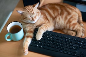 Un gato caminó sobre el teclado de una computadora mientras ajustaban la configuración de un servidor, borró todo y dejó a un hospital sin sistemas por unas horas
