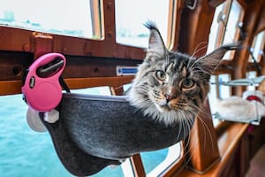 Un gato descansa en el Royal Albatross, un velero de lujo que ofrece experiencias de navegación para mascotas en Singapur