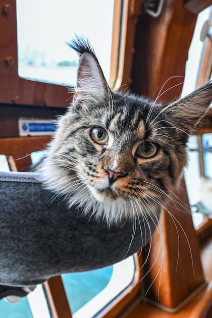 Un gato descansa en el Royal Albatross, un velero de lujo que ofrece experiencias de navegación para mascotas en Singapur