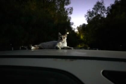 Un gato descansa en el techo de un vehículo, el miércoles 19 de julio de 2023, en Nicosia, Chipre. (AP Foto/Petros Karadjias)