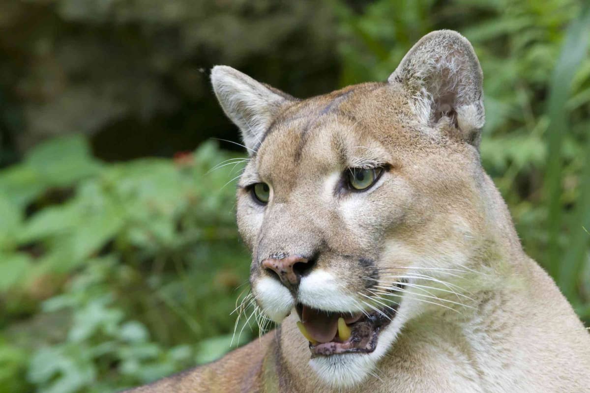 Un gato doméstico ahuyentó a un puma en una casa de California