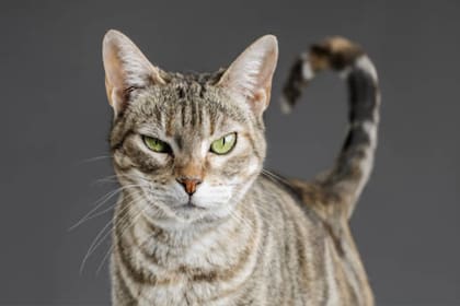 Un gato doméstico en el exterior puede enfrentarse a numerosos riesgos