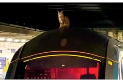 Un gato interrumpió la partida de un tren en Londres y los pasajeros tuvieron que esperar tres horas