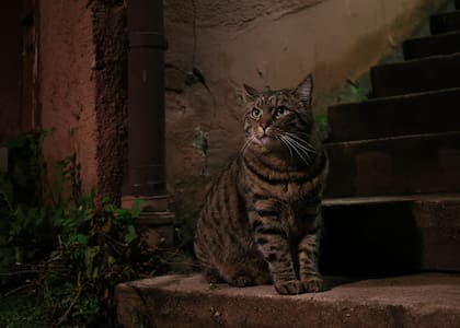 Un gato macho puede llegar a alejarse hasta 400 metros de su hogar
