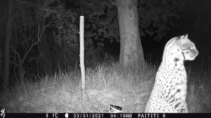 Un gato montés captado por las cámaras trampa de Paititi.