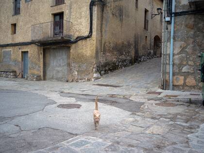 Un gato por las solitarias calles de Gósol