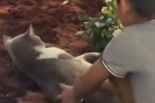 Su dueño murió y su gato protagonizó una emotiva escena en el velatorio que hizo llorar a todos