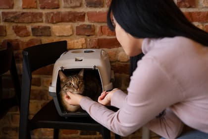 Un gato puede estar hasta tres meses sin ser revisado por sus parásitos