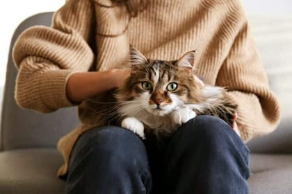 Un gato puede saltar sobre su dueño para pedir caricias o porque se siente asustado, entre otras razones