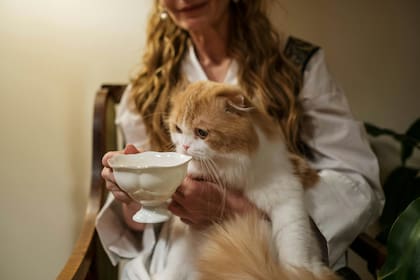 Un gato que evita el contacto visual o se esconde no quiere interactuar con una persona