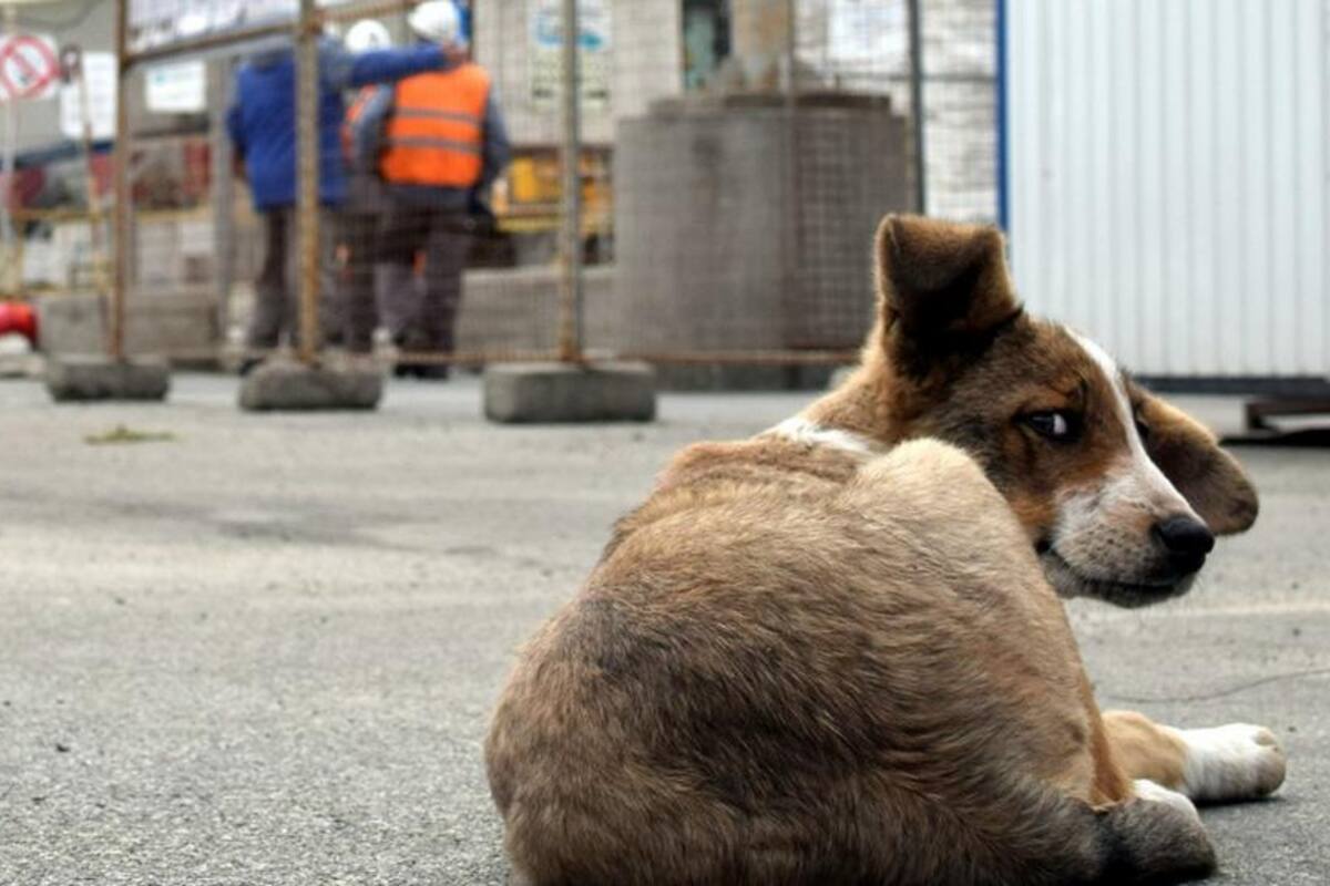 Un gobierno local en Nueva Gales del Sur mató a los perros “para proteger a sus empleados y a la comunidad, incluidas las poblaciones aborígenes vulnerables” del coronavirus