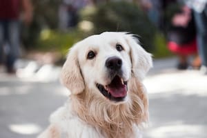 Un golden retriever sobrevivió casi un mes a la deriva con el fin de regresar a la casa de la familia que lo abandonó