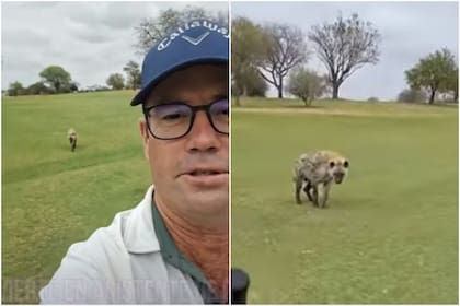 Un golfista mostró el momento en el cual una hiena se acercó a su zona y lo acompañó durante el trayecto
