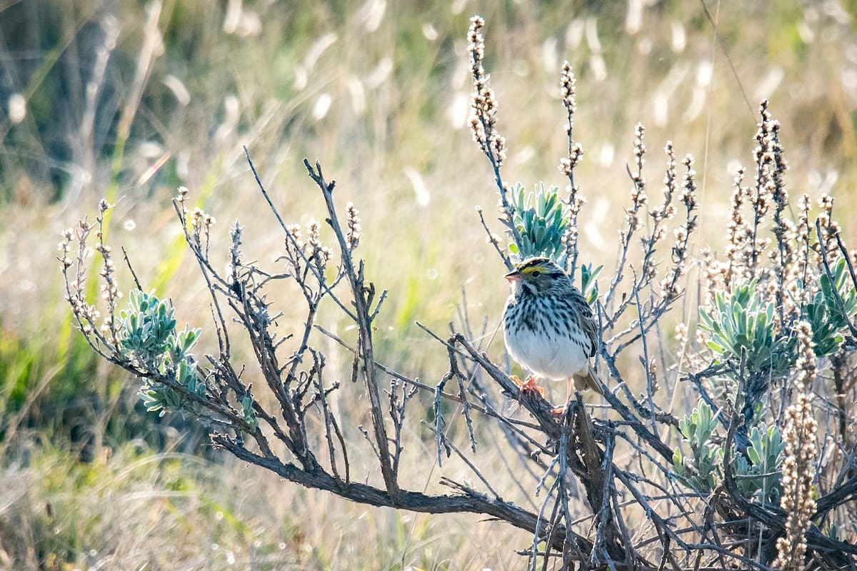 Un gorrión sabanero en un campo en Alberta, Canadá