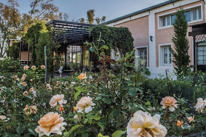 Un gran macizo de rosas ‘Just Joey’ enfrentado al SUM y una tira de dietes y buxus junto con ampelopsis que trepan por las columnas de la pérgola.