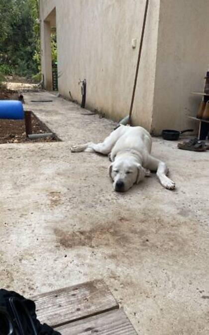 Un gran número de mascotas encontraron techo en el norte luego de escapar de los sitios bombardeados
