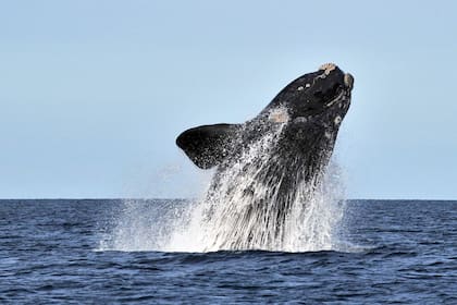 "Fue como si un camión gigante nos chocara”, dijo el pescador que iba a bordo de la lancha