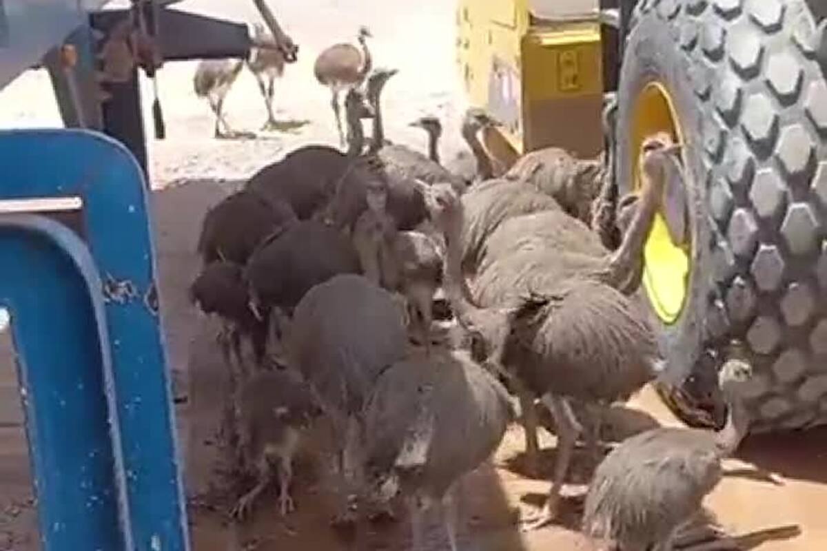 "Un gran ser humano": el noble gesto de un trabajador con un grupo de ñandúes sofocadas por el calor