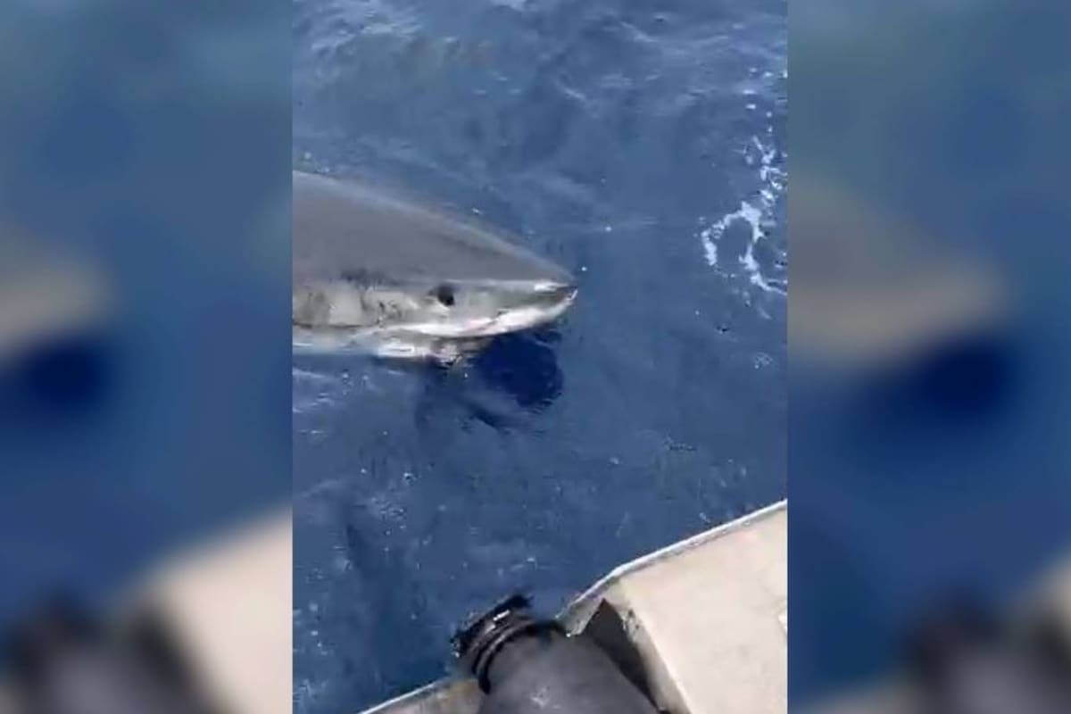 Un gran tiburón blanco apareció para darle un susto a un grupo de pescadores que se encontraban en una pequeña embarcación en el mar de Coral, en la costa este de Australia