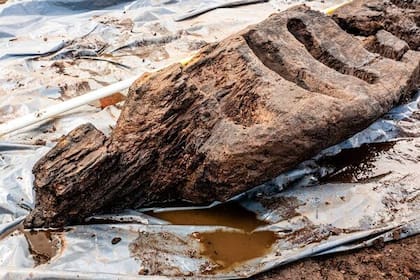 Un grupo de arqueólogos desenterró un ídolo pagano de madera de 1.600 años de antigüedad que se encontraba debajo de un pantano en el condado de Roscommon, en el centro de Irlanda