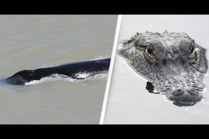 Un grupo de ballenas quedó atrapada en aguas repletas de cocodrilos